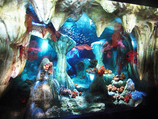 「洞窟に咲く花」/サンシャイン水族館(東京都/豊島区)