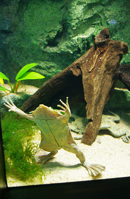 平べったい体型のコモリガエル/サンシャイン水族館(東京都/豊島区)