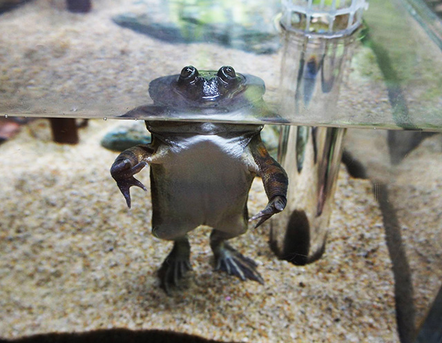 マルメタピオカガエル/サンシャイン水族館(東京都/豊島区)