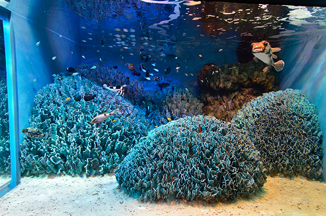 水槽「沖縄の海 ~白保~」/サンシャイン水族館(東京都/豊島区)