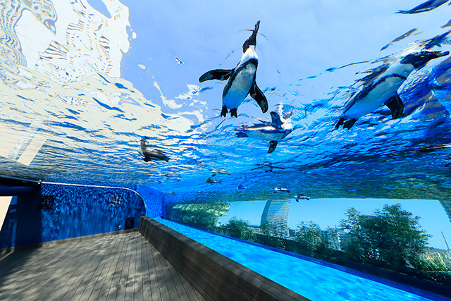 水槽「天空のペンギン」/サンシャイン水族館(東京都/豊島区)