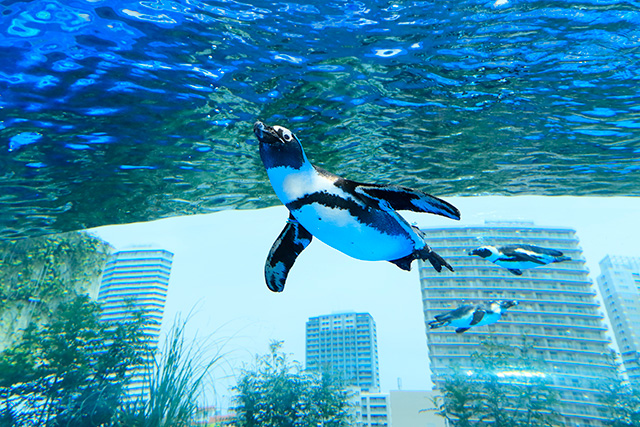 水槽「天空のペンギン」/サンシャイン水族館(東京都/豊島区)