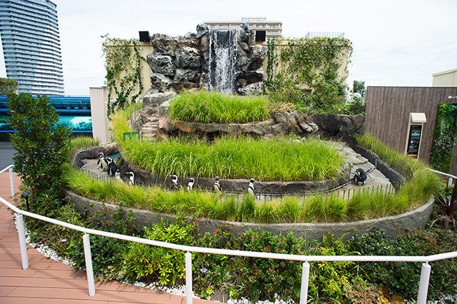 草原のペンギン/サンシャイン水族館(東京都/豊島区)