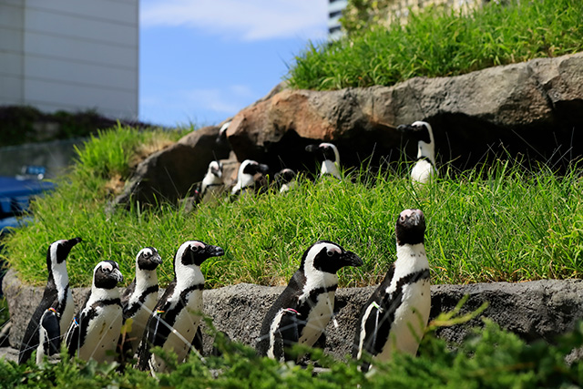 草原のペンギン/サンシャイン水族館(東京都/豊島区)