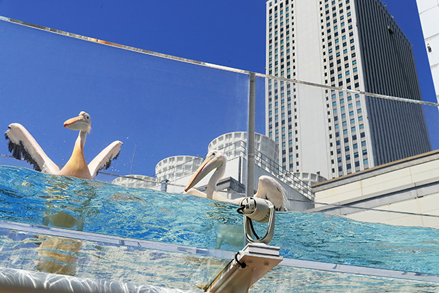 水槽「天空パス」/サンシャイン水族館(東京都/豊島区)