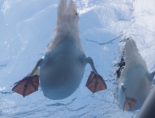 モモイロペリカン/サンシャイン水族館(東京都/豊島区)