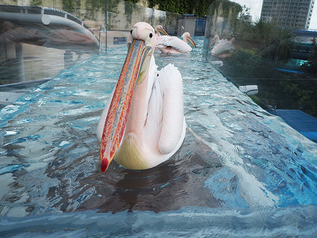 モモイロペリカン「シュガー」/サンシャイン水族館(東京都/豊島区)