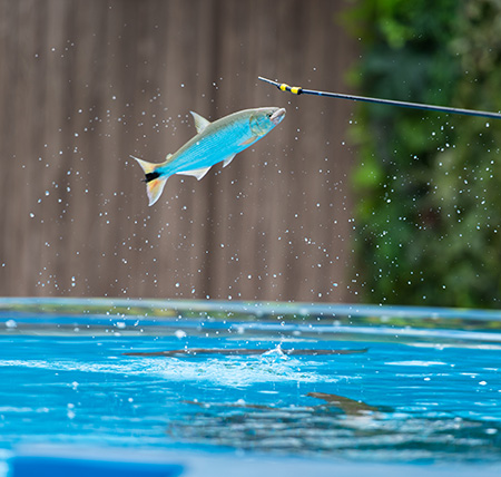 ジャンプしてエサを食べる様子/サンシャイン水族館(東京都/豊島区)