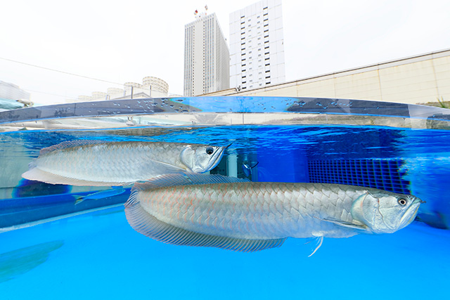 アロワナ/サンシャイン水族館(東京都/豊島区)