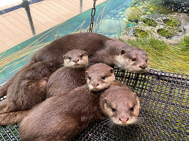 カワウソ/サンシャイン水族館(東京都/豊島区)