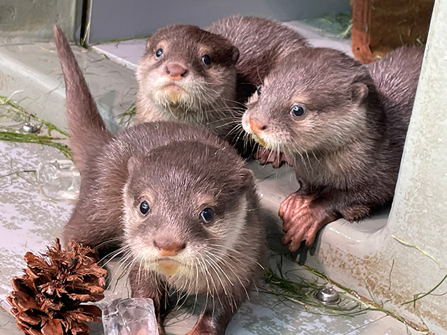 カワウソ/サンシャイン水族館(東京都/豊島区)