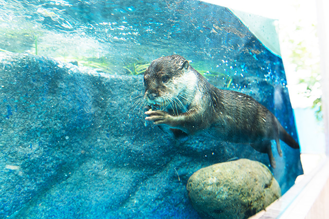 カワウソ/サンシャイン水族館(東京都/豊島区)