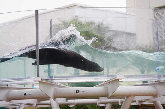カリフォルニアアシカ/サンシャイン水族館(東京都/豊島区)