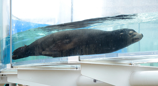 カリフォルニアアシカ/サンシャイン水族館(東京都/豊島区)