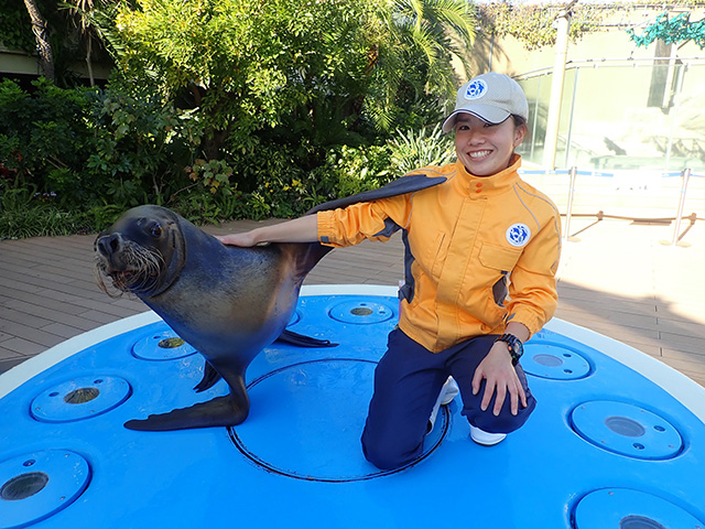 アシカのトレーニングの様子/サンシャイン水族館(東京都/豊島区)