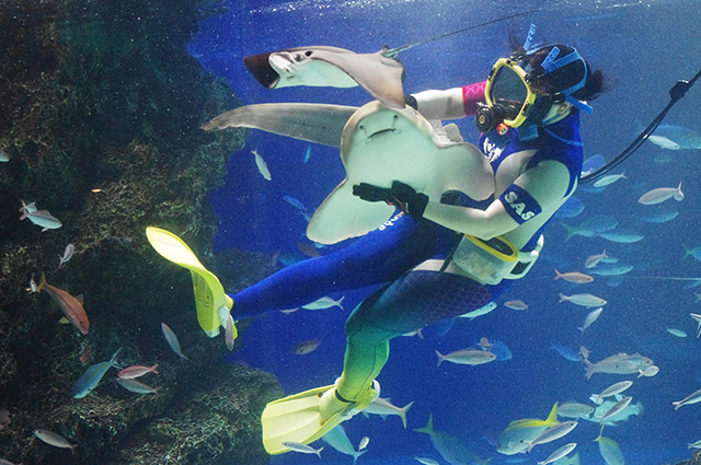 ダイバーが生きものにエサをあげる様子/サンシャイン水族館(東京都/豊島区)