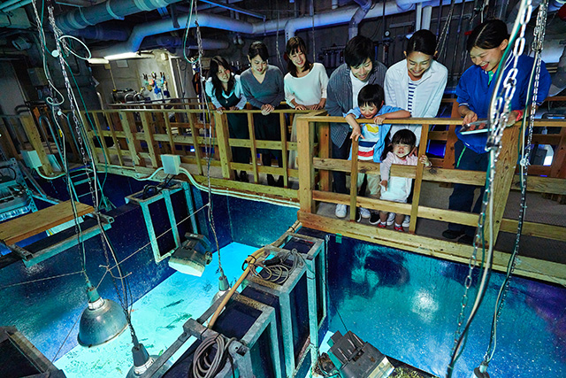 「探検ガイドツアー」の様子/サンシャイン水族館(東京都/豊島区)