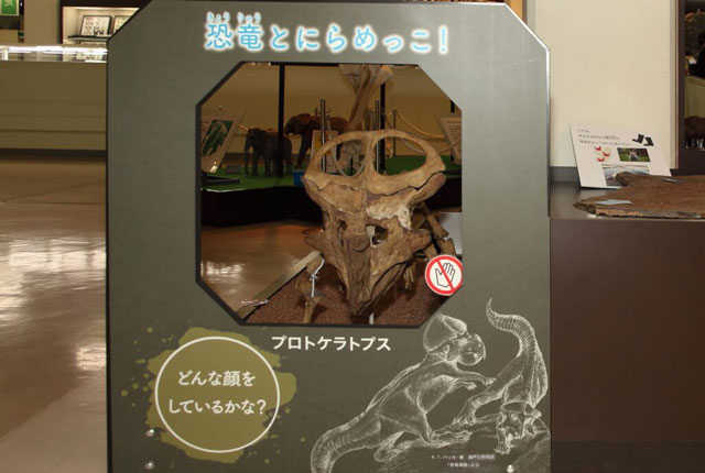 人気のプロトケラトプスとにらめっこするコーナー/京都市青少年科学センター（京都府）