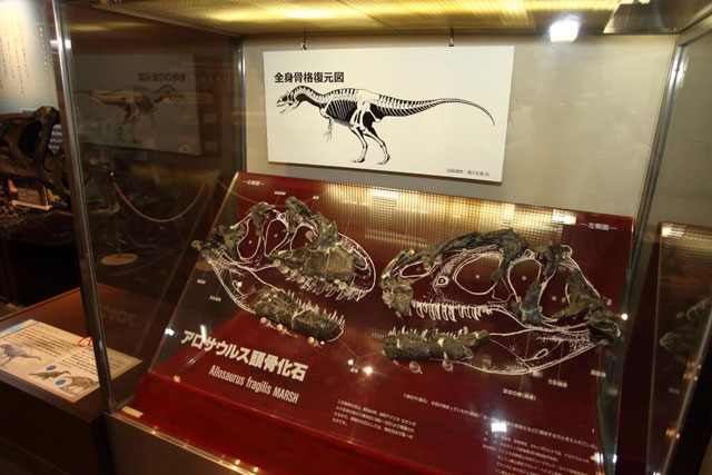 アロサウルスの頭骨化石/京都市青少年科学センター（京都府）