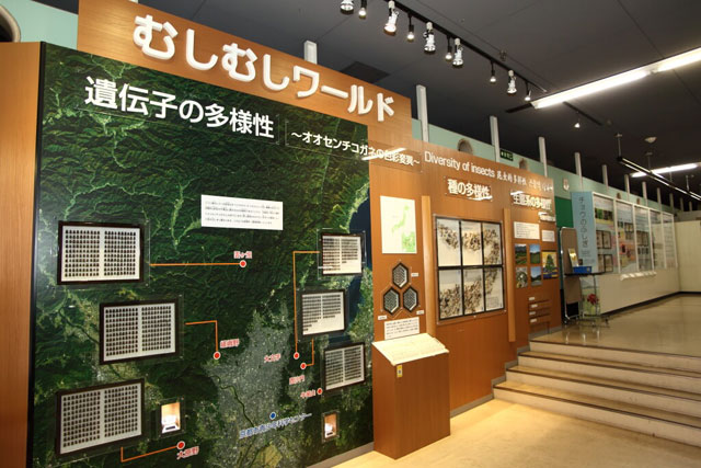 昆虫の標本や写真展示/京都市青少年科学センター（京都府）
