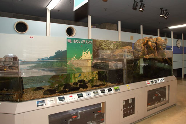 鴨川の上流と下流に生息する生き物などの飼育展示/京都市青少年科学センター（京都府）