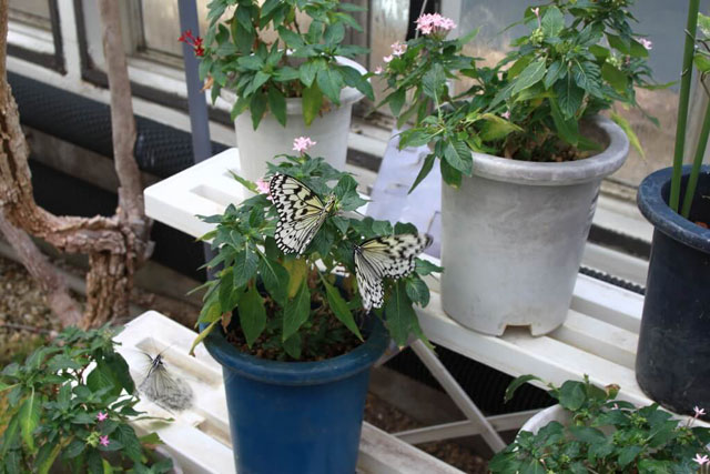 珍しい3種類のチョウを間近に観察できる/京都市青少年科学センター（京都府）