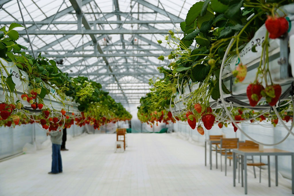高設栽培されているイチゴハウス/幸せのパンケーキ 淡路島リゾート(兵庫県/淡路市)