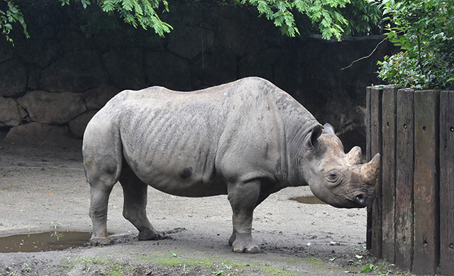 ヒガシクロサイ/横浜市立金沢動物園(神奈川県/横浜市)
