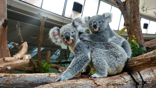 コアラ/横浜市立金沢動物園(神奈川県/横浜市)
