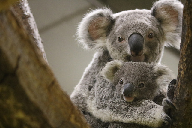 コアラ/横浜市立金沢動物園(神奈川県/横浜市)