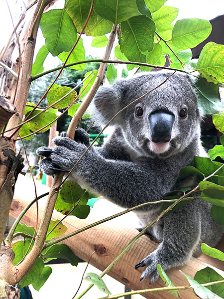 コアラ/横浜市立金沢動物園(神奈川県/横浜市)