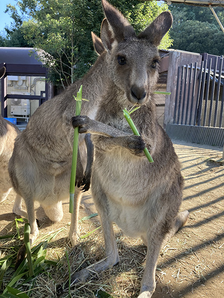 オオカンガルー/横浜市立金沢動物園(神奈川県/横浜市)