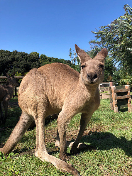 オオカンガルー/横浜市立金沢動物園(神奈川県/横浜市)