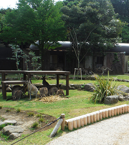 オオカンガルー/横浜市立金沢動物園(神奈川県/横浜市)