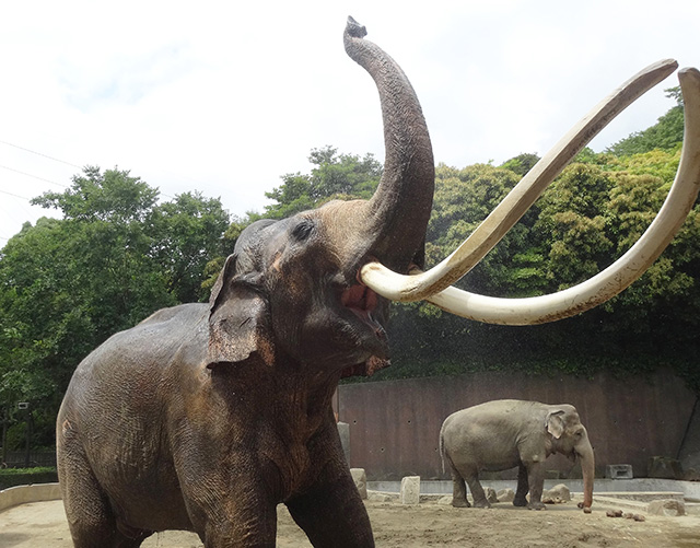 インドゾウ/横浜市立金沢動物園(神奈川県/横浜市)