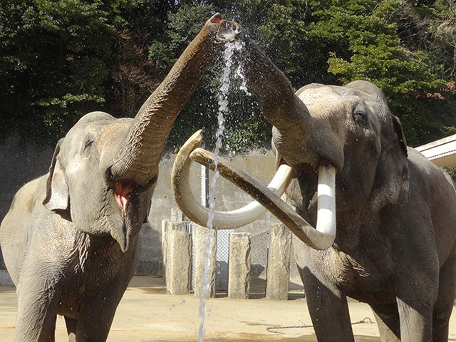インドゾウ/横浜市立金沢動物園(神奈川県/横浜市)