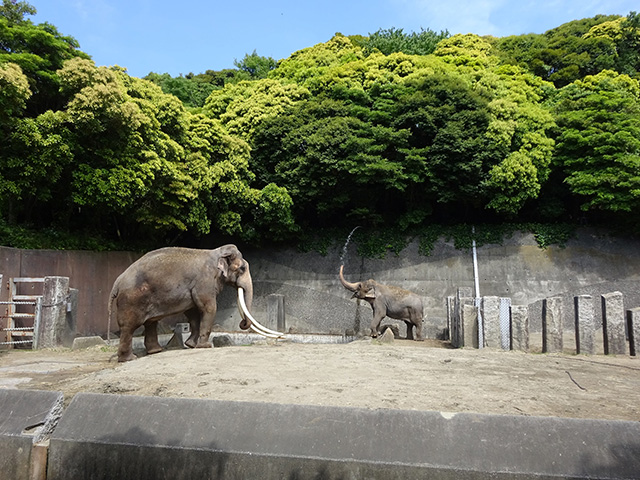 インドゾウ/横浜市立金沢動物園(神奈川県/横浜市)