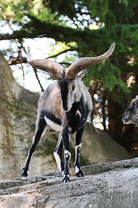 スーチョワンバーラル/横浜市立金沢動物園(神奈川県/横浜市)
