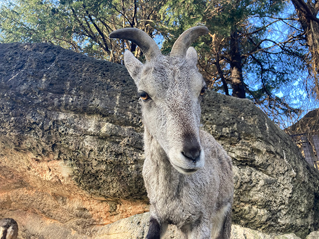 スーチョワンバーラル/横浜市立金沢動物園(神奈川県/横浜市)