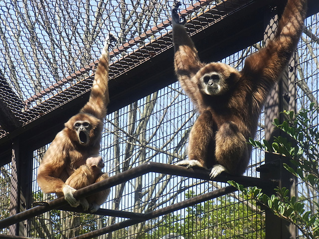 シロテテナガザル/横浜市立金沢動物園(神奈川県/横浜市)