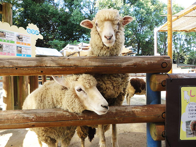 ヒツジ/横浜市立金沢動物園(神奈川県/横浜市)