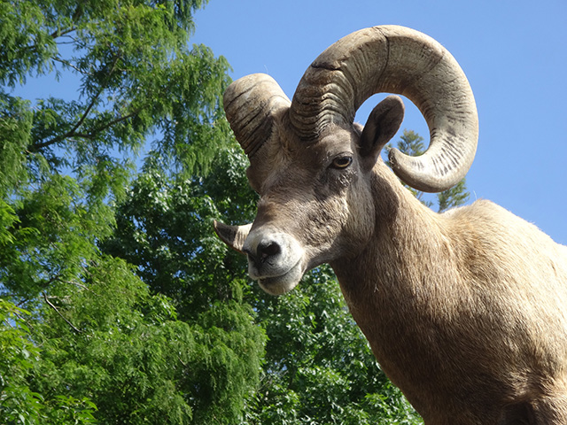 オオツノヒツジ/横浜市立金沢動物園(神奈川県/横浜市)