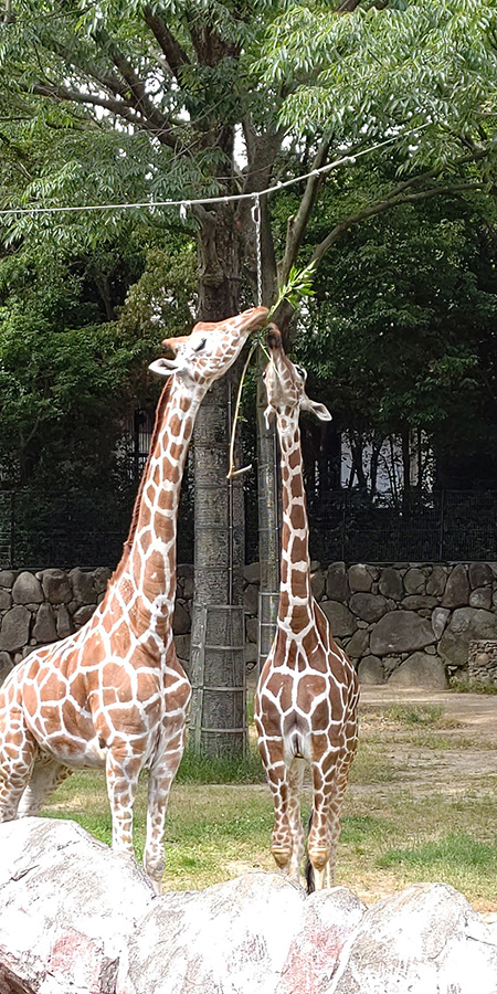 キリンが食事をしている様子/横浜市立金沢動物園(神奈川県/横浜市)