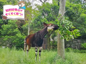 横浜市立金沢動物園（神奈川県）のオカピやコアラ、すごいキバのゾウの姿に興味津々