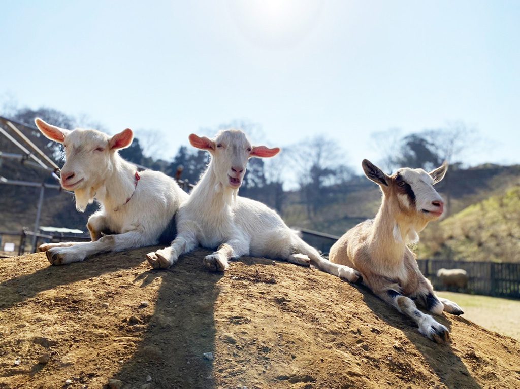 こども動物園のヤギ/東京ドイツ村(千葉県/袖ケ浦市)