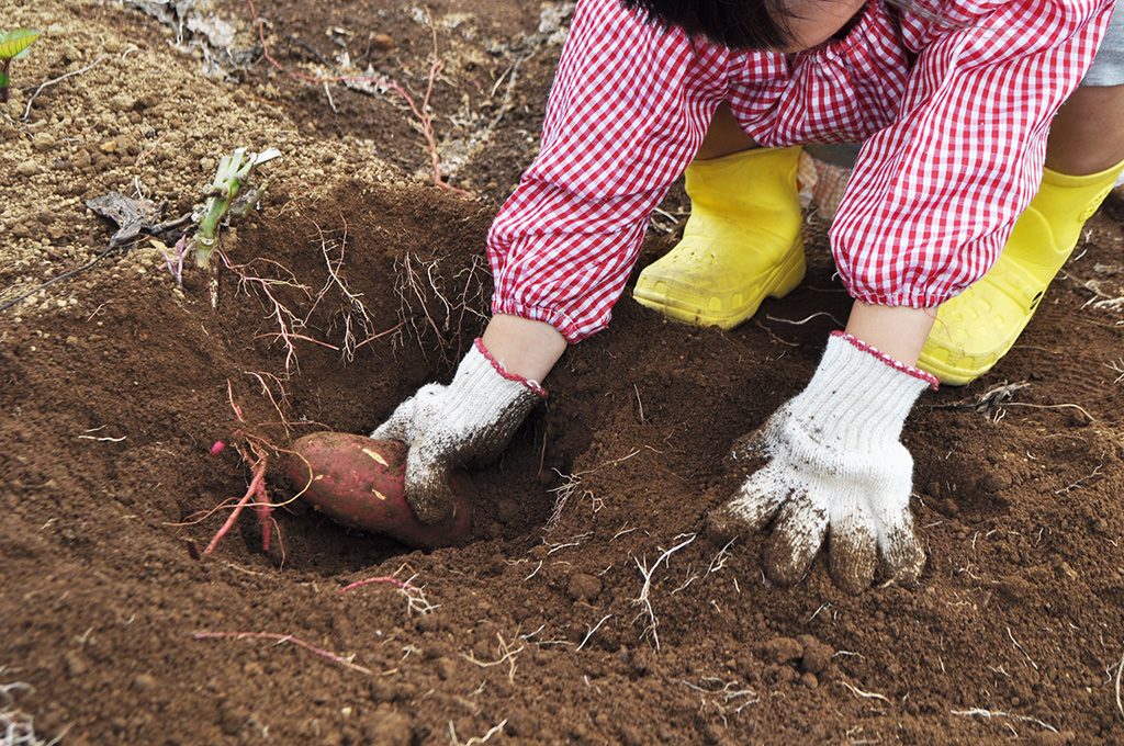収穫体験の様子/東京ドイツ村(千葉県/袖ケ浦市)