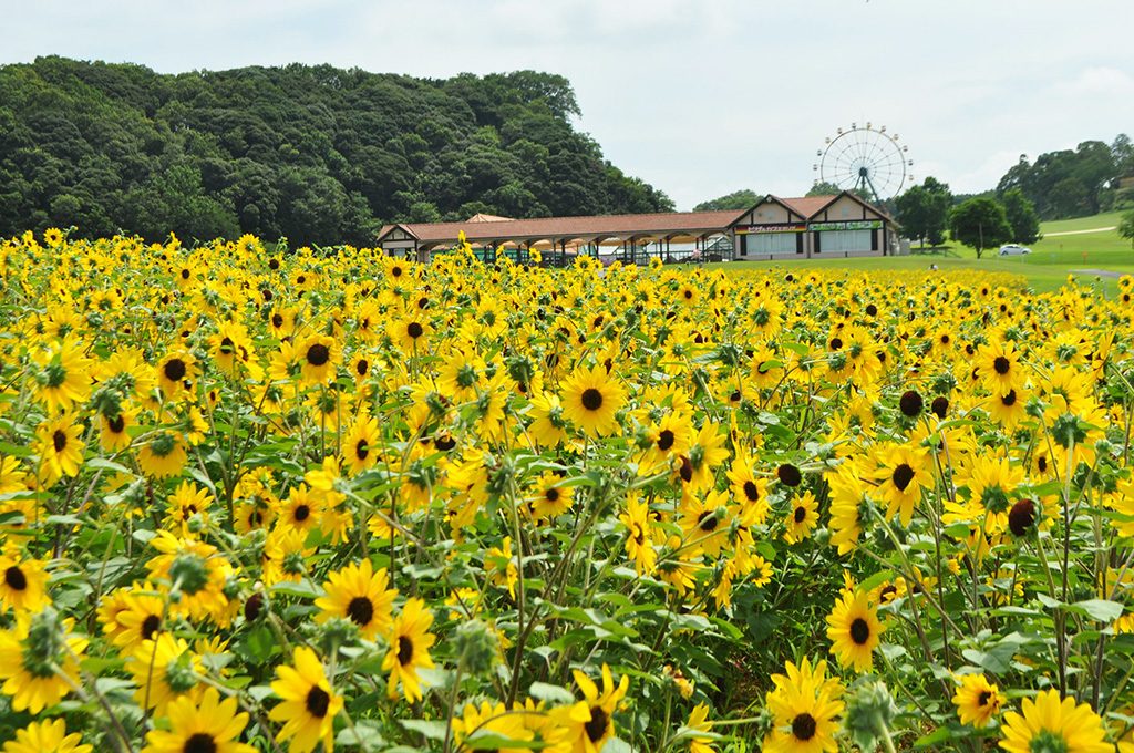 フラワーガーデンに咲き誇るヒマワリ/東京ドイツ村(千葉県/袖ケ浦市)