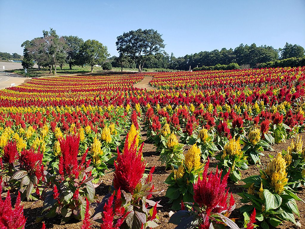 フォーガーデンで見られるケイトウ/東京ドイツ村(千葉県/袖ケ浦市)
