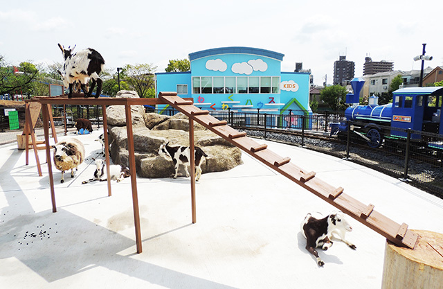 ヤギやヒツジが思い思いに過ごしている/あらかわ遊園（東京都／荒川区）