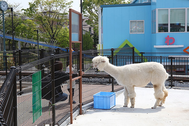 アルパカ、ヤギ、ヒツジにえさをあげることもできる/あらかわ遊園（東京都／荒川区）